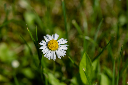 A single daisy on a meadow background