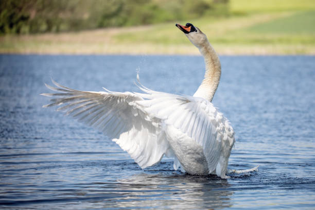 istock Wild bird mute swan in spring on pond 1493463980