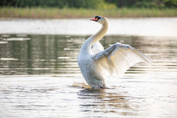 istock Wild bird mute swan in spring on pond 1493463983