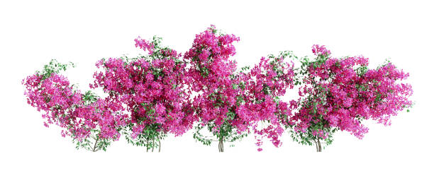 Set of Bougainvillea plants, isolated on white background. 3D render.