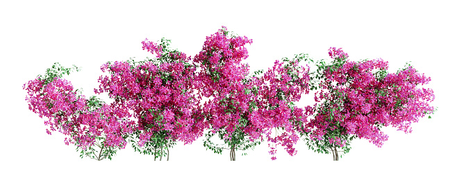 Set of Bougainvillea plants, isolated on white background. 3D render. 3D illustration.