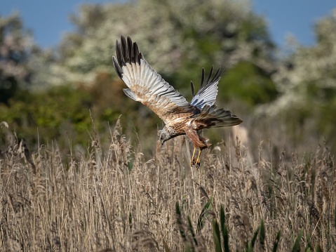 A female Marsh Harrier in North Norfolk UK, flying over a reed bed towards her nest which is  in the reeds