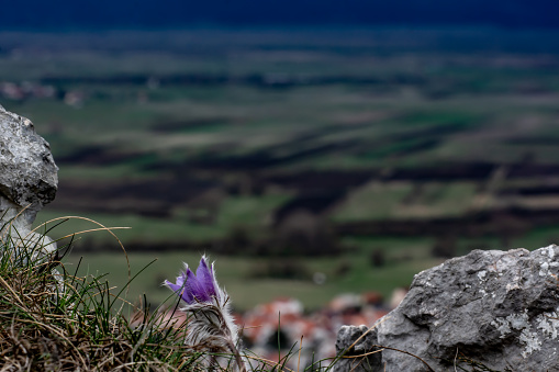 Pulsatilla grandis on the mountain by the edge of the town in the karst field