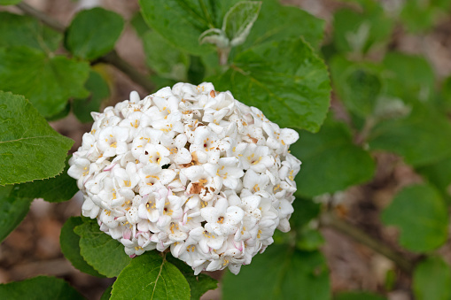 Korean spice viburnum close up macro image of delicate flowers. Viburnum carlesii