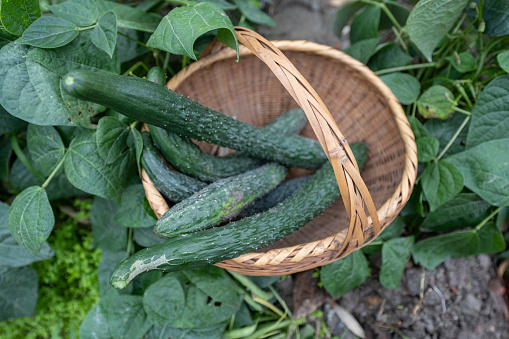 Freshly picked cucumbers in the vegetable garden