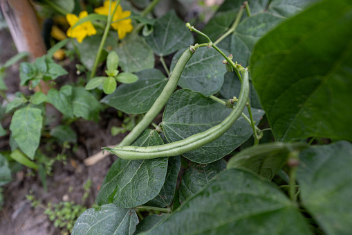 Beans growing in organic gardens