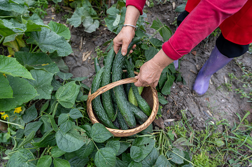 fruits of green cucumbers growing on a garden bed