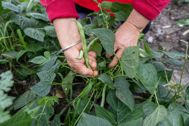 Picking beans from an organic vegetable garden Picking beans from an organic vegetable garden grow green beans stock pictures, royalty-free photos & images