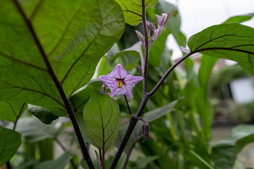 Eggplant flowers growing in organic gardens