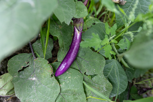 Eggplants grown in organic gardens