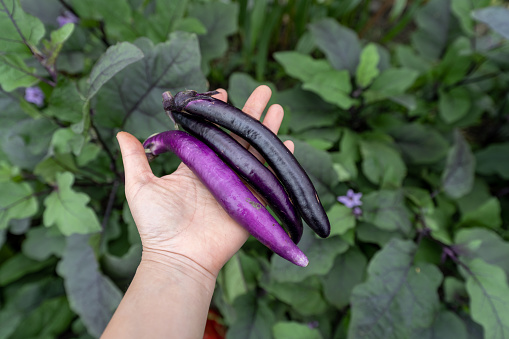Newly picked eggplants in an organic vegetable garden