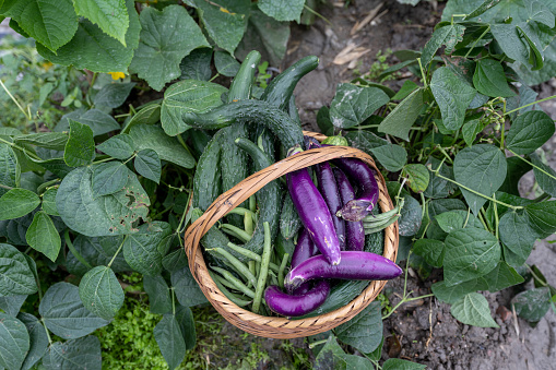 Freshly picked vegetables in an organic vegetable garden