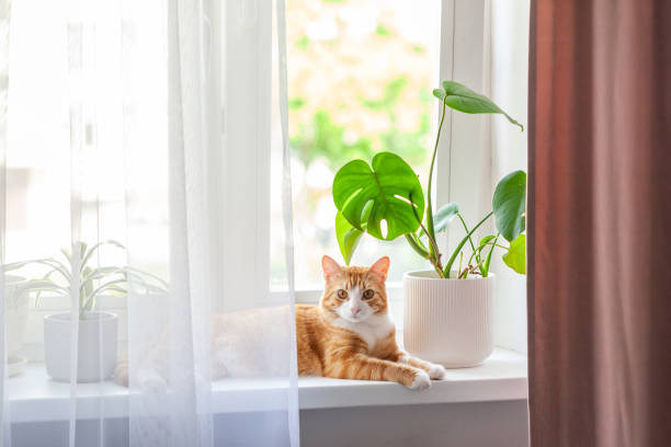 istock Red cat sits on the window and house plants on the windowsill. Domestic kitten resting on the windowsill at home in sunny day. 1493469607