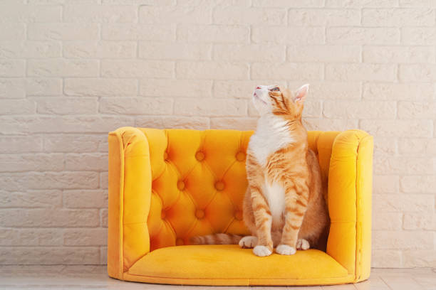 istock Ginger cat sitting on yellow couch and looking at up. Cute curious kitten on soft sofa. Copy space for text. 1493470274