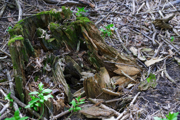 Close-up view on the tree stump with green moss
