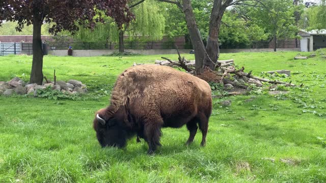 American Bison Grazing on Green Field