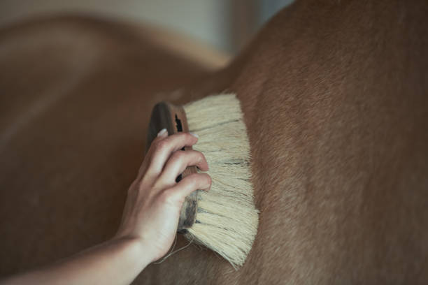 Woman grooming horse in stable stock photo