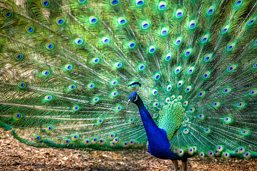 Close up side shot of male peacock dancing, Cape Town, South Africa