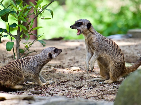 Meerkat aggressively showing teeth and standing on hind legs intimidating another meerkat to back down.