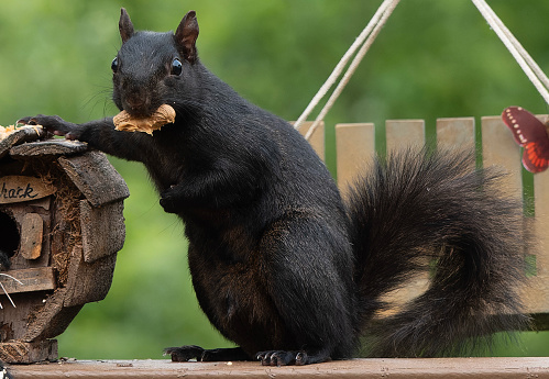 A Black Squirrel poses by the birdhouse