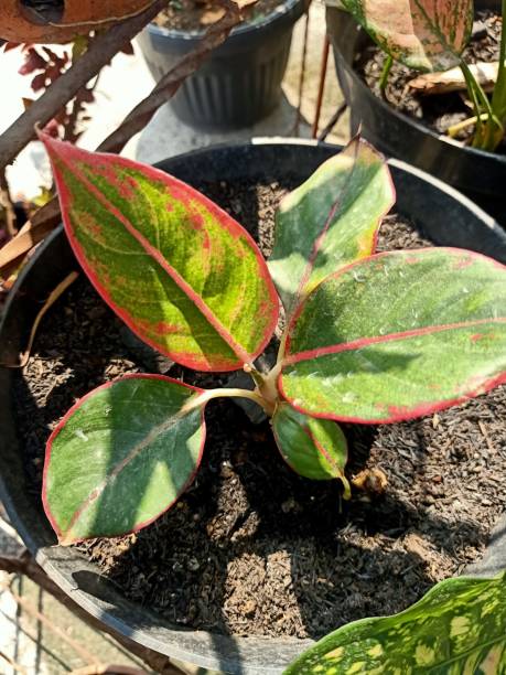 istock Close up of red aglaonema plant 1493475201