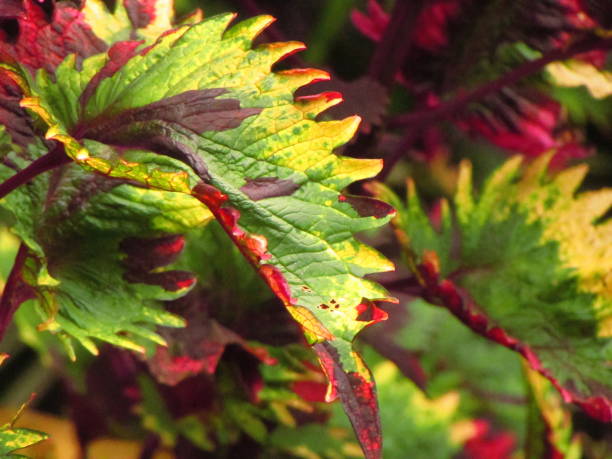 istock A colourfull leaves at the garden 1493476096