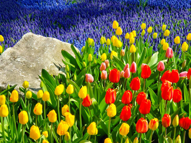 Tulips and Grape Hyacinth Ornamental Garden. Shot on Mackinac Island, Michigan