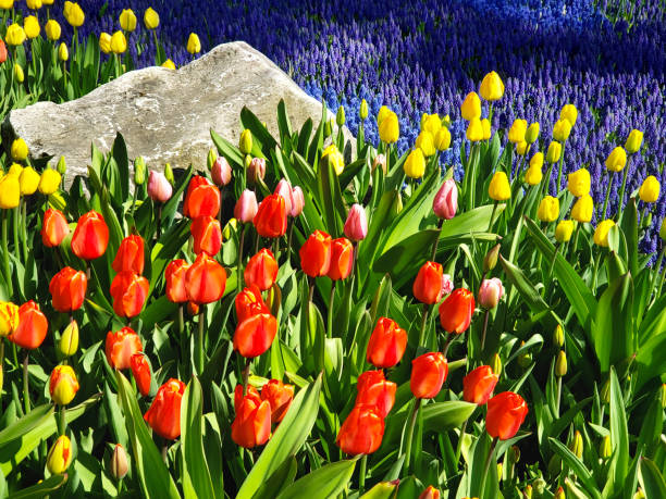 istock Tulips and Grape Hyacinth Ornamental Garden 1493477296