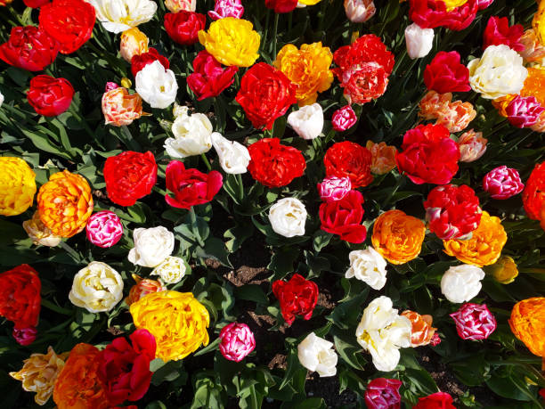 istock Tulip Flower, Ornamental Garden 1493477355