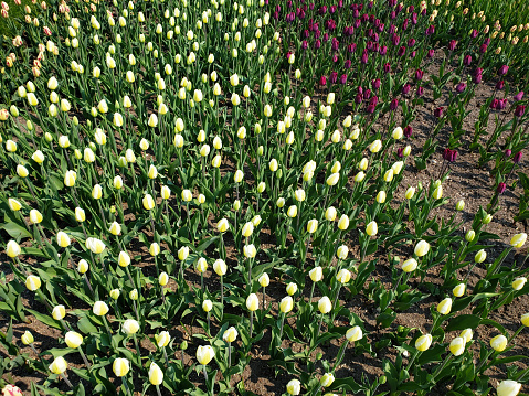 Fields of blooming yellow daffodils near Lisse in the Netherlands