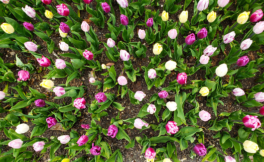 Red tulips in close-up. Open and closed bud tulip. Bright tulip flowers from all sides. Flowers for the holiday of spring. Beautiful flowers