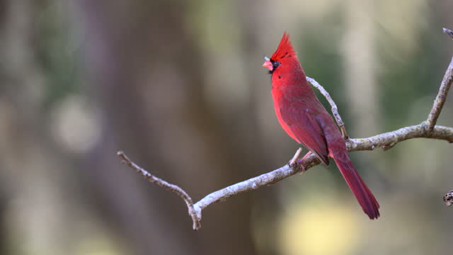 Cardinal male