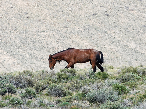 Lone wild mustang stallion in sagebrush on the remote western Utah desert.