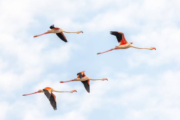 istock Greater Flamingos flying (Phoenicopterus roseus) in a swamp in spring. 1493481589