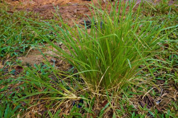 istock Weeds that grow in the wild 1493482046