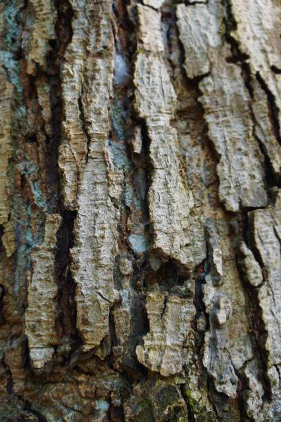 istock Old bark of a large tree in an urban forest 1493482051