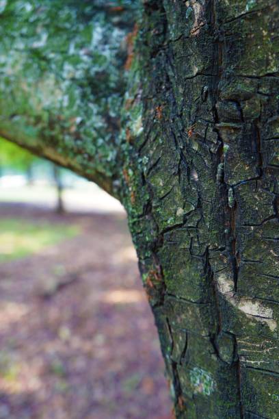 istock Old bark of a large tree in an urban forest 1493482521