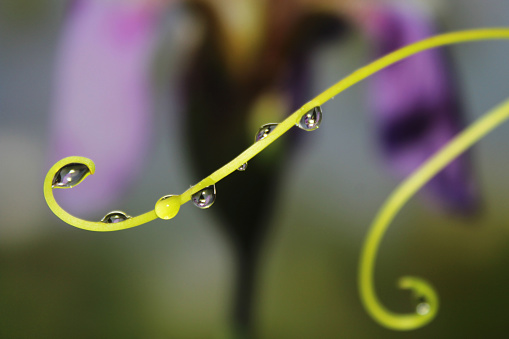 Reflection iris flower and green leaf in rain drop. Branch with dew drops close up.