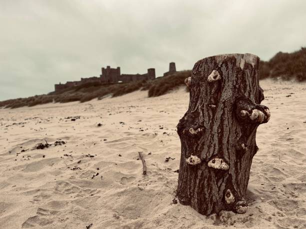 노섬벌랜드(northumberland)의 뱀버그 해변에 있는 유목 - bamburgh castle beach sky 뉴스 사진 이미지