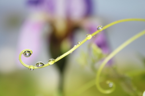 Reflection iris flower and green leaf in rain drop. Branch with dew drops close up.