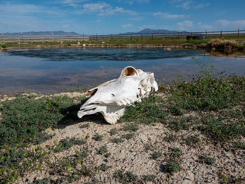 Bleached cow skull by a tiny stock watering pond in the desert of western Utah.