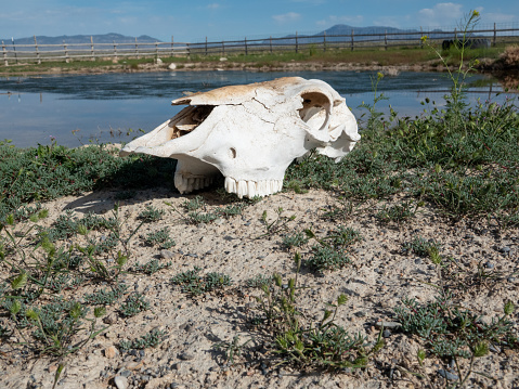 Bleached cow skull by a tiny stock watering pond in the desert of western Utah.