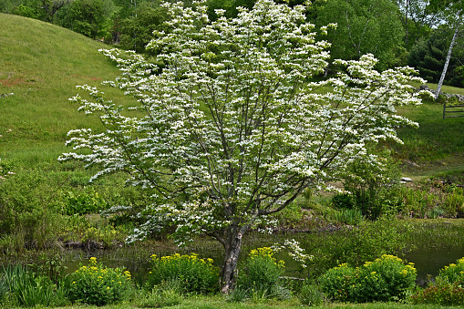 Big blooming pear tree in springtime in a meadow with dandelion in rural landscape
