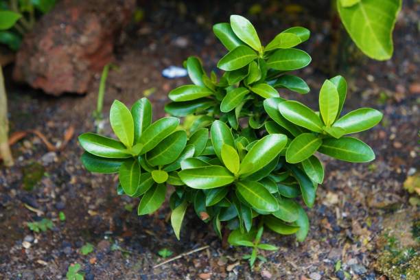 istock A small green bonsai tree that grows in the yard 1493484238