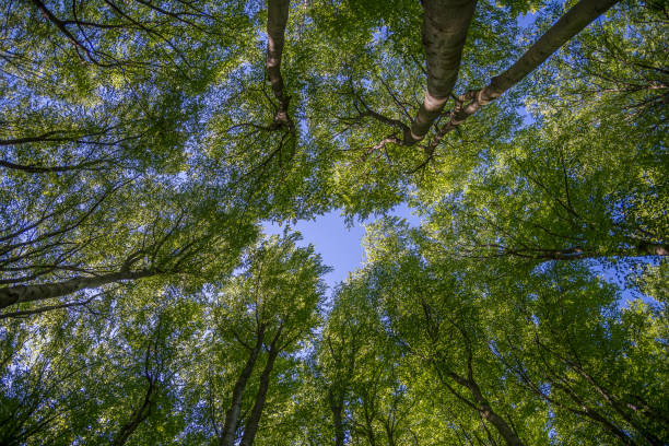 istock Tops of green trees from below 1493484319