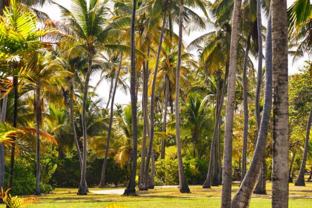 istock Country Dirt  Road Thru The Palms 1493484649