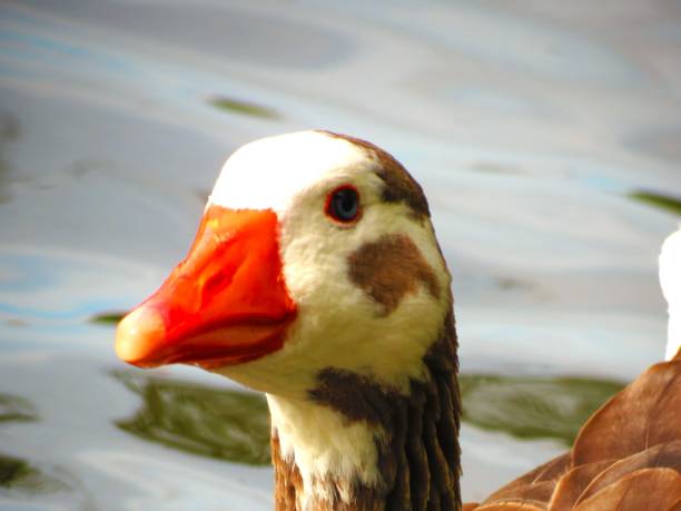 istock Portrait of a curios Goose . 1493486060