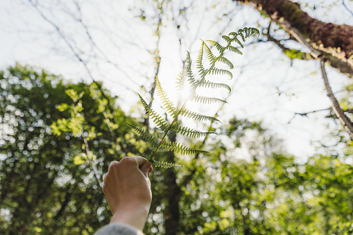 Woman's hand holding fern leaf in the forest opposite to the bright sunny spring sky
