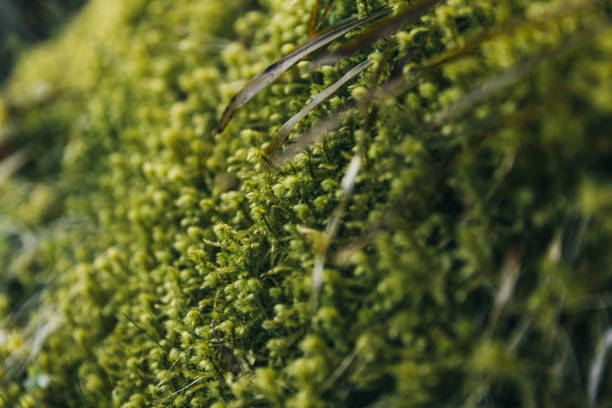 Scenic close-up view of fresh plants and flowers in the woodland of Scandinavia during springtime sunny day