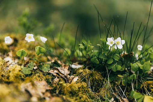 Scenic close-up view of fresh plants and flowers in the woodland of Scandinavia during springtime sunny day